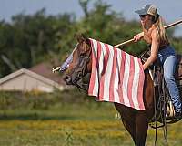 western-riding-quarter-pony