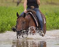 working-cattle-quarter-pony