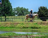 calf-roping-quarter-pony