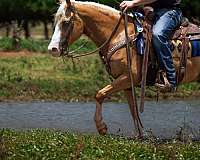 heel-quarter-pony
