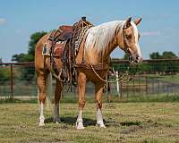 performance-quarter-pony