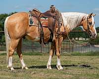 ranch-quarter-pony