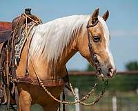 ranch-versatility-quarter-pony