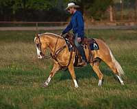ranch-work-quarter-pony