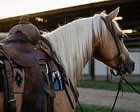 roping-quarter-pony