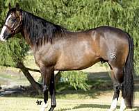 show-quarter-pony