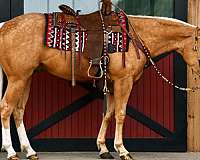 athletic-quarter-horse