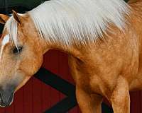 kid-safe-quarter-horse