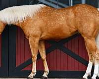 performance-quarter-horse