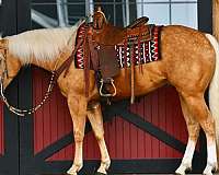 ranch-quarter-horse