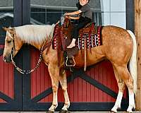ranch-versatility-quarter-horse
