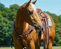 flashy-quarter-horse