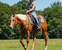 athletic-quarter-horse