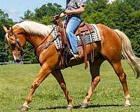 husband-safe-quarter-horse
