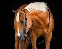performance-quarter-horse