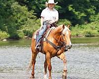 ranch-quarter-horse