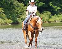 ranch-versatility-quarter-horse