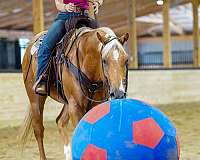 ranch-work-quarter-horse
