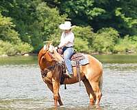show-quarter-horse