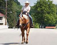 trail-quarter-horse