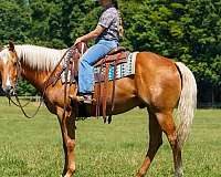 western-riding-quarter-horse