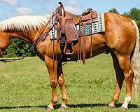working-cattle-quarter-horse