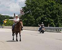 athletic-quarter-horse