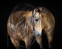 flashy-quarter-horse
