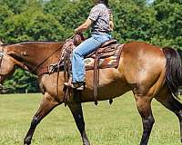 kid-safe-quarter-horse