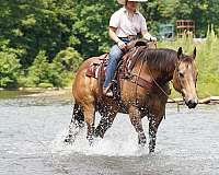 ranch-quarter-horse