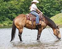 ranch-versatility-quarter-horse