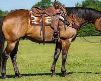 ranch-work-quarter-horse