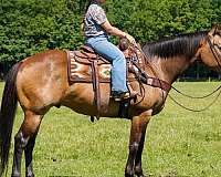 roping-quarter-horse