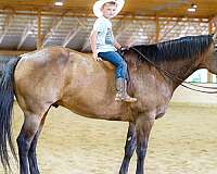 trail-quarter-horse