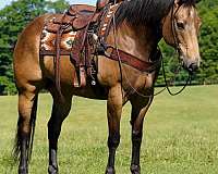 trail-riding-quarter-horse