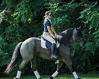 cross-percheron-horse