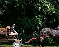 dressage-percheron-horse