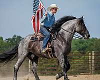 driving-percheron-horse