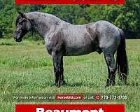 all-around-percheron-horse