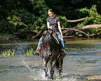 flashy-percheron-horse