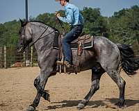 kid-safe-percheron-horse