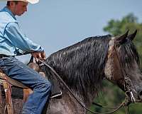 parade-percheron-horse