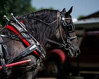 ridden-english-percheron-horse