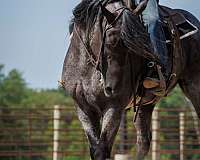 ridden-western-percheron-horse