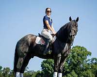 show-percheron-horse