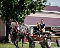 trail-percheron-horse