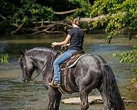 trail-riding-percheron-horse