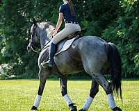 youth-percheron-horse