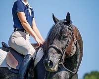 blue-roan-percheron-gelding