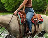 husband-safe-quarter-horse